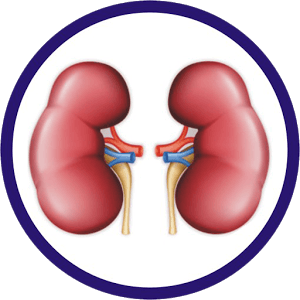 Nephrology_icon